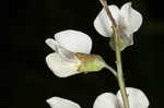 Spiked wild indigo